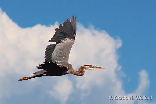 Heron In Flight_05229.jpg - Great Blue Heron (Ardea herodias) photographed near Lindsay, Ontario, Canada.